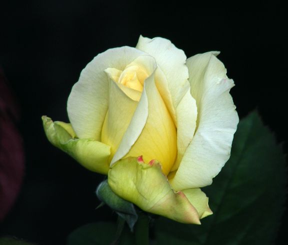 Garden Party photo gp2013_08030034_zps339d8ffc.jpg